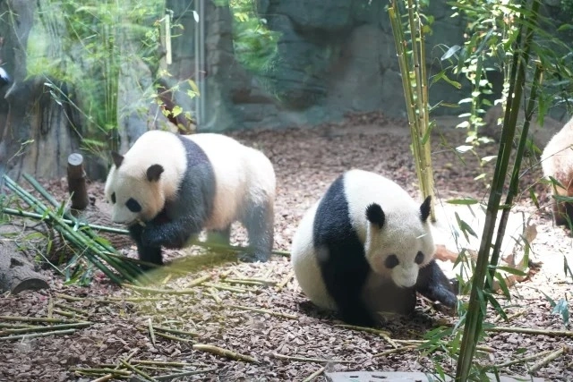 Chengdu Panda Vallée : Le royaume secret de la libération sauvage de Pandas géants et le pays des merveilles naturelles du canyon High Mountain