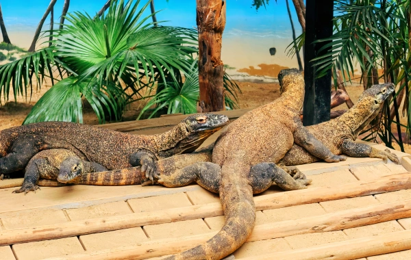 Le monde sauvage de longue durée : un voyage immersif à travers cinq continents de merveilles naturelles-3