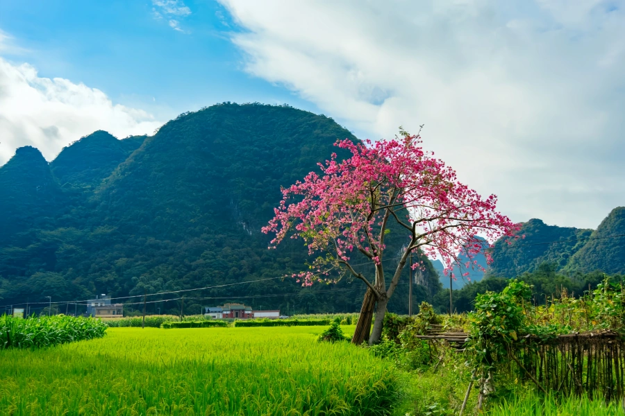 Yingxi Peak Forest : explorer le paysage pittoresque de Lingnan-3
