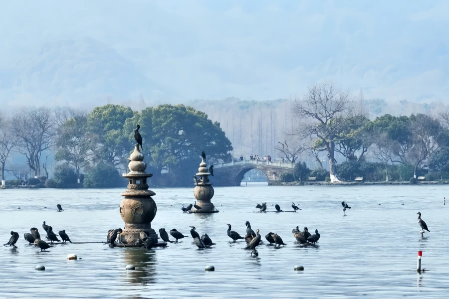 Trois pools Mirroring the Moon: A Garden-Making Journey du projet de dragage de la chaussée Su à une icône culturelle de West Lake-2