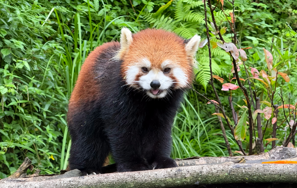 Chengdu Panda Vallée : Le royaume secret de la libération sauvage de Pandas géants et le pays des merveilles naturelles du canyon High Mountain-3