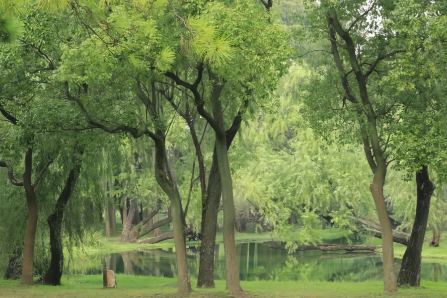 Parc forestier national de Gongqing : Symphonie naturelle de la petite enfance au cœur vert urbain-3