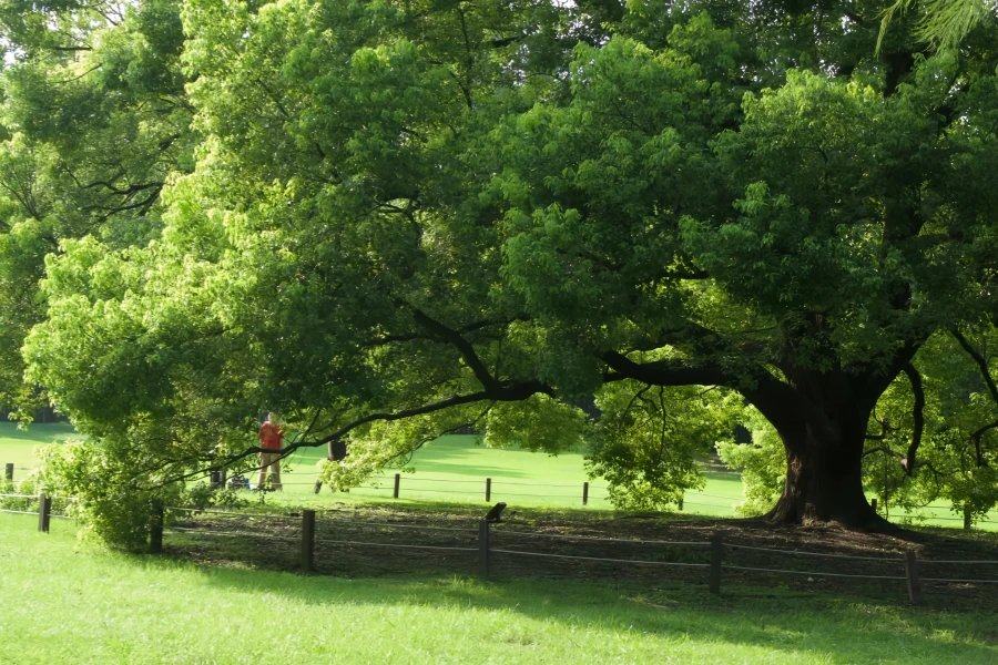 Parc forestier national de Gongqing : Symphonie naturelle de la petite enfance au cœur vert urbain-4