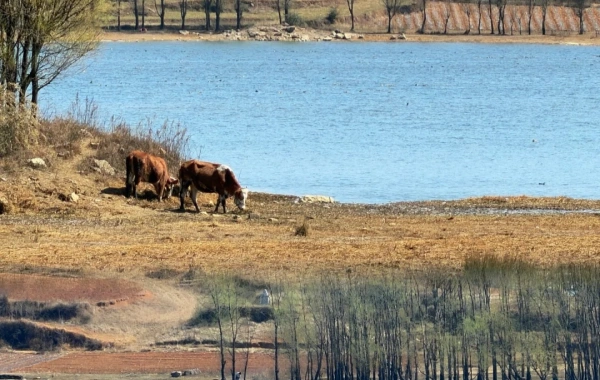 Caohai Lake: A Journey to the Highland Pearl, Winter Haven for Migratory Birds, and Wetland Wonderland-4