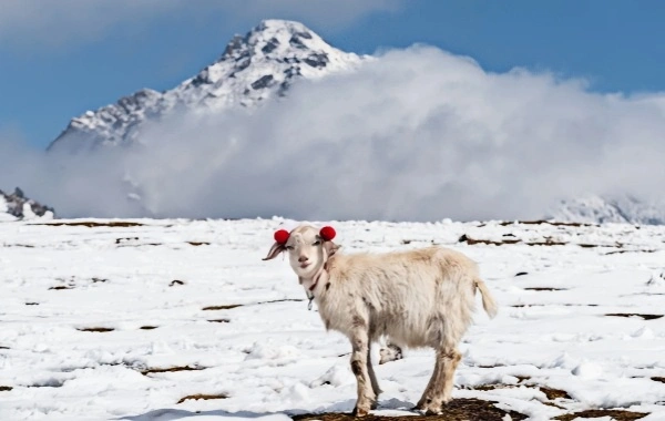Les montagnes de Qilian: un miracle écologique— D'un 