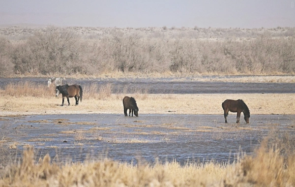 Le col de Yumenguan : un voyage à travers deux mille ans de poésie et de vigilance-3