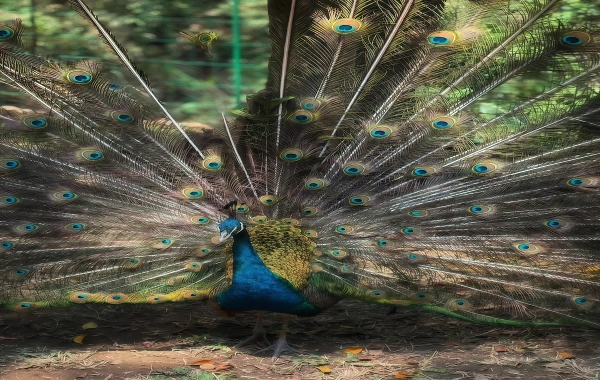 Primeval Forest Park : 공작 왕국과 열대 우림의 비밀 순간-4