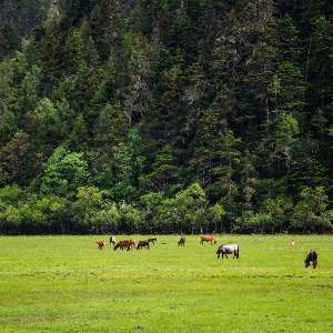 Yunnan 모험과 Scenic 경이: 6 일 탐험 자연 아름다움