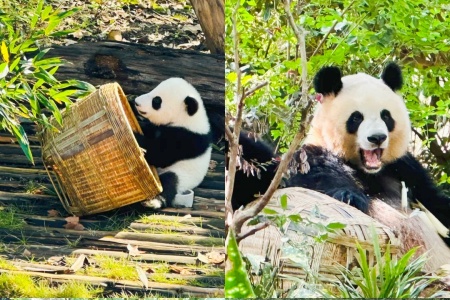 Chengdu Tour: the Cute Moments of Pandas