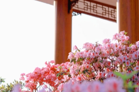 The Best Ways to Explore Shenzhen in April! 