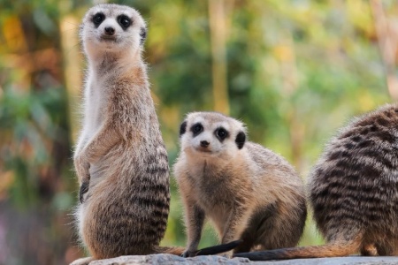 Don't have to go to Africa, you can also see wild animals here! 