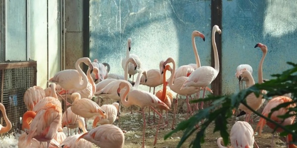 1737533177162.jpg 北京动物园的鸟们_1_;;_来自小红书网页版_副本.jpg