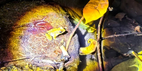 1741845266336.jpg the Yanuoda Tropical Rainforest,outdoor adventure.jpg