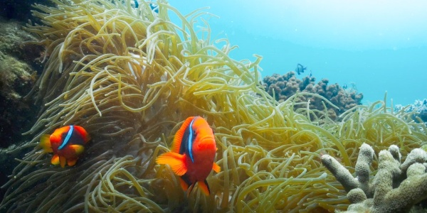 1741845539661.jpg the underwater world,sanya tour,outdoor adventure.jpg