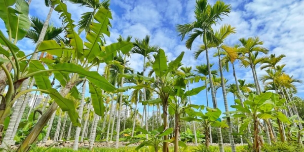1741859454414.jpg Sanya Mangrove Park,sanya Tour,nature adventure.jpg