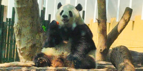 1742268305449.jpg panda.jpg