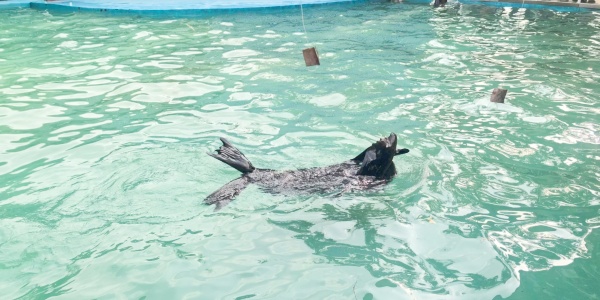 1742268519254.jpg dolphin.jpg