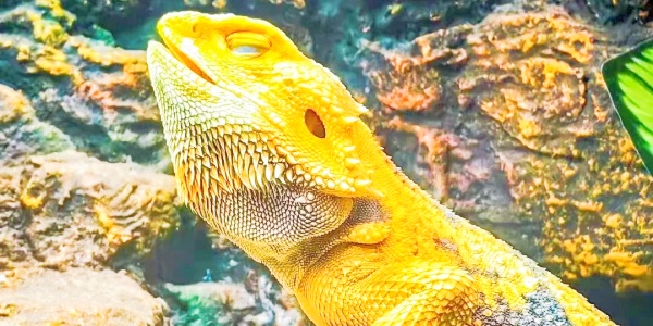 1742268629928.jpg chengdu zoo.jpg