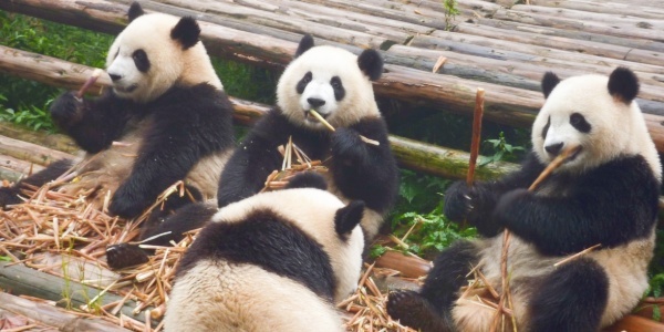 1742269441112.jpg The Chengdu Research Base of Giant Panda Breeding,family trip,chengdu tour.jpg