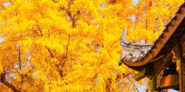 1742275757791.jpg chengdu,3.jpg