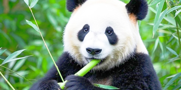 1742520561836.jpg mount wuyi,panda,1.jpg