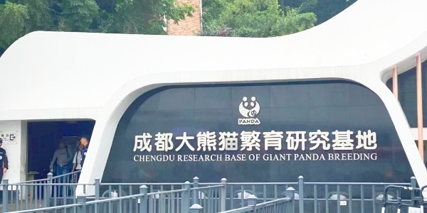 pesona travel,panda,2.jpg