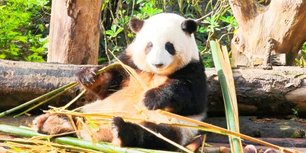 mount wuyi,panda,pesona travel.jpg