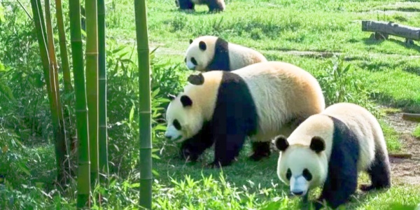 pesona travel,panda,3.jpg