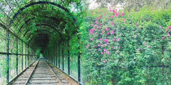 1742788624364.jpg mount wuyi,Rose Tunnel.jpg