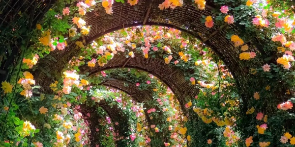 1744100317914.jpg gd.jpg