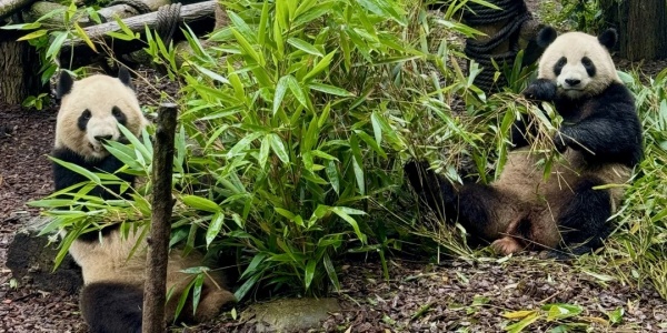 1744169392893.jpg panda.jpg