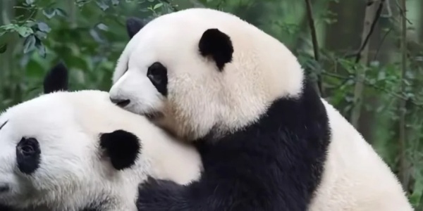 1744170318228.jpg pd2.jpg