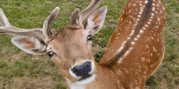 1744704903295.jpg dxa.jpg