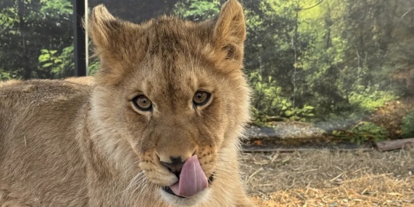 1744704915465.jpg lxa.jpg