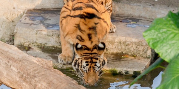 shenzhen trip,china travel,animals,tiger.jpg