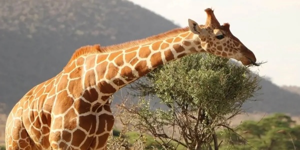 1745562319330.jpg giraffe.jpg