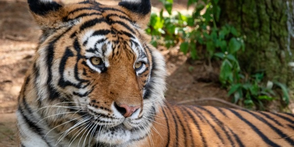 1745562353112.jpg tiger.jpg