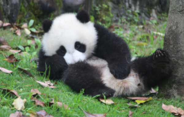 10 jours Beijing, Xi'an, Chengdu et Shanghai Group Tour