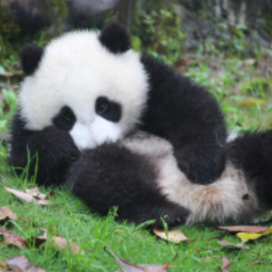 10 jours Beijing, Xi'an, Chengdu et Shanghai Group Tour