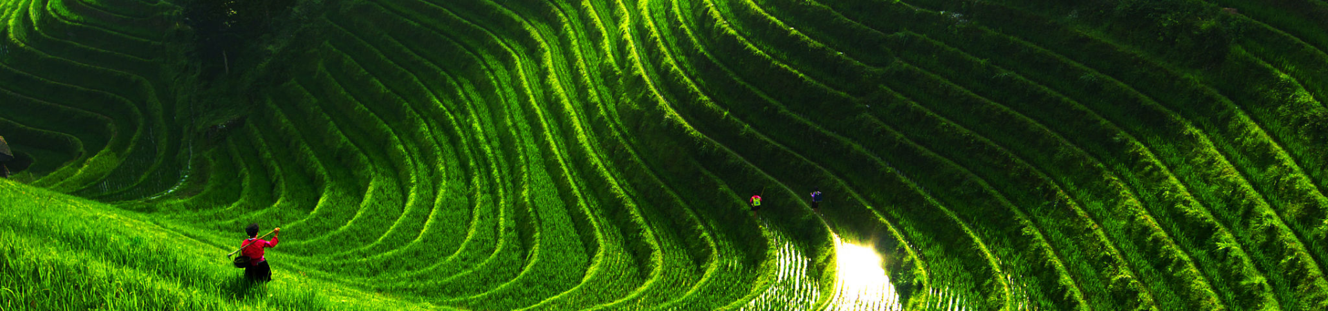 Terrasses à riz Longji