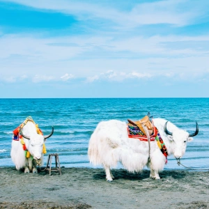 Qinghai-Gansu Kulturtour