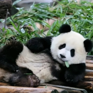 1-Day Chengdu Cultural Tour