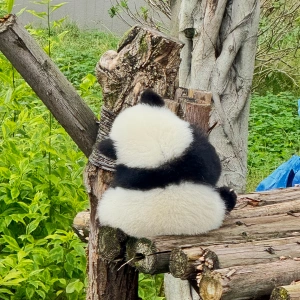 Guide to Avoiding Pitfalls in Popular Scenic Spots in Chengdu