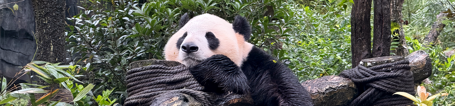 Top 5 Must-Try Sichuan Dishes: A Spicy and Flavorful Journey Through China’s Culinary Heartland