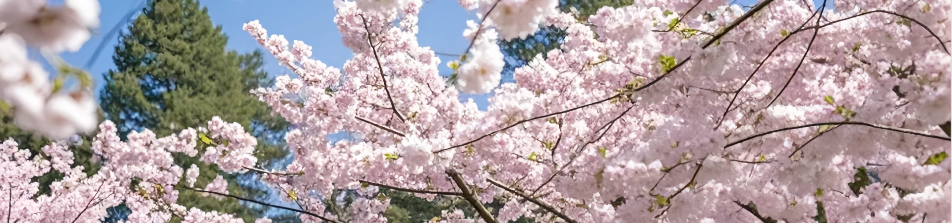 Le guide ultime du meilleur moment pour visiter le Yunnan : paysages diversifiés et culturels Riches attends