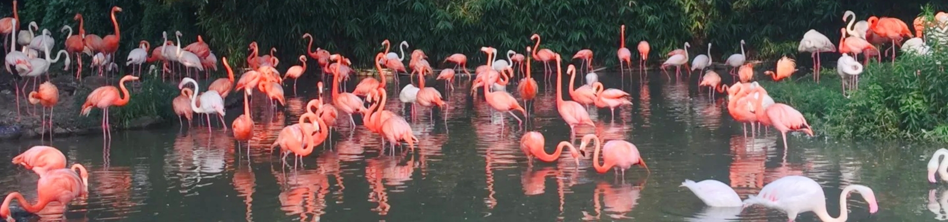 Shanghai Wild Animal Park