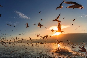  Dianchi Lake: A Millennium Poetic Journey from 