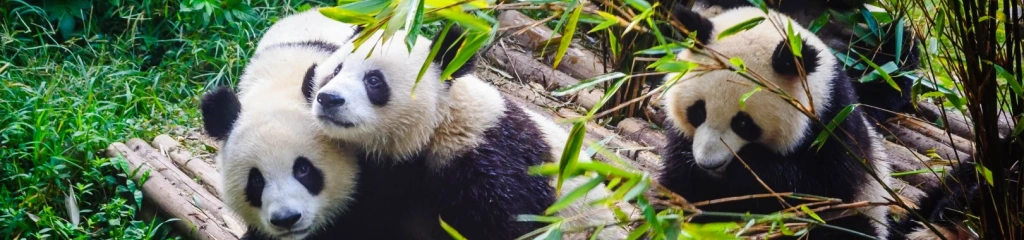 Чэнду Панда База