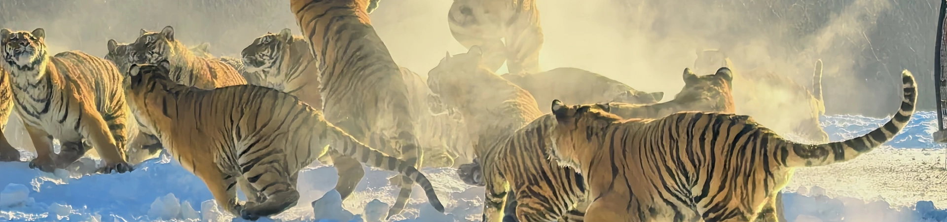 Parc du Tigre du Nord-Est