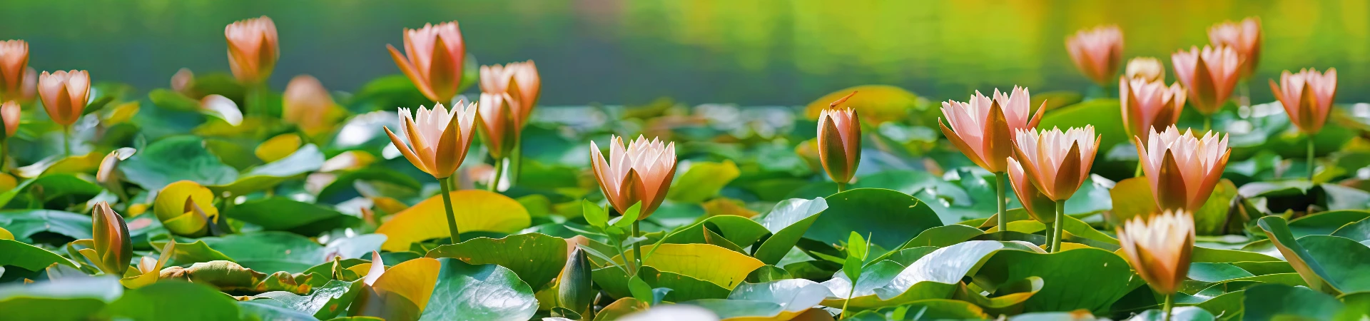 Xixi National Wetland Park